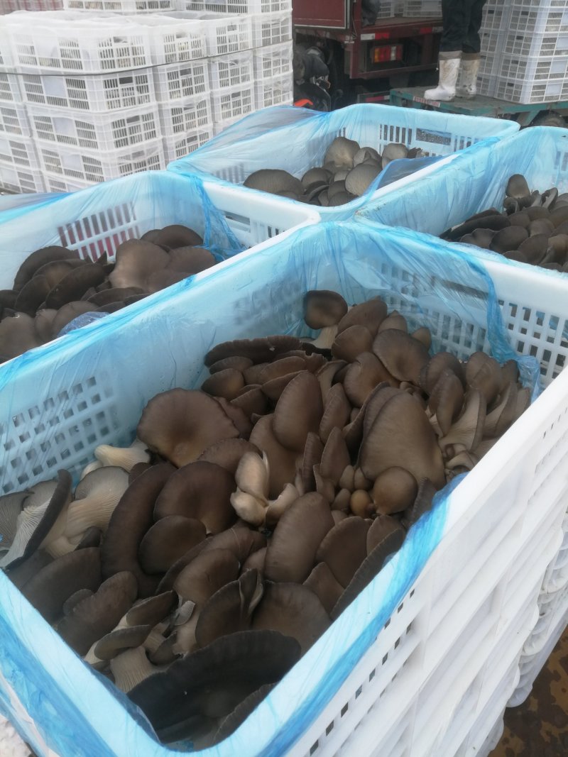 冠县批发市场